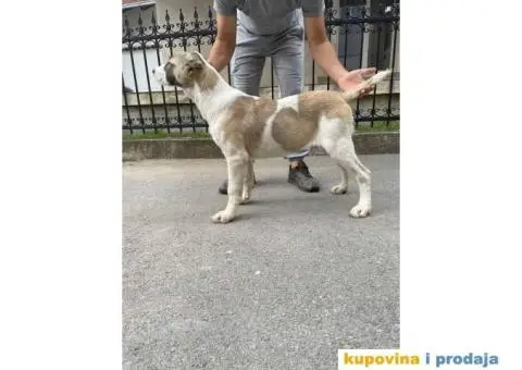 Srednjeazijski ovčar štenci - 10/10