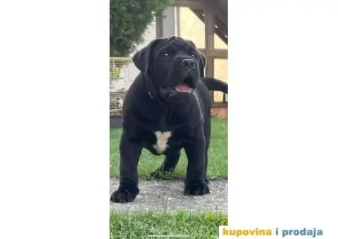 Južnoafrički mastif Boerboel - 1/12