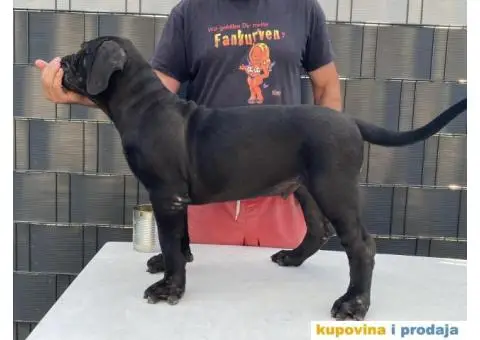 Južnoafrički mastif Boerboel - 2/12