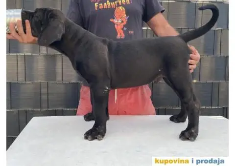 Južnoafrički mastif Boerboel - 3/12