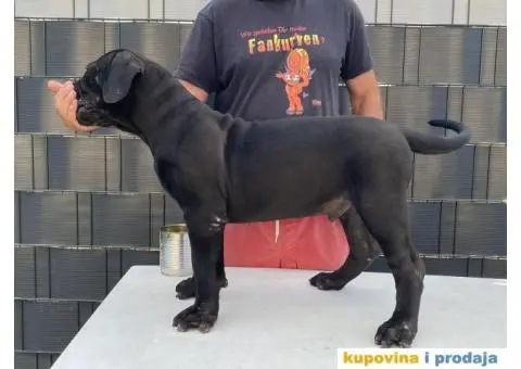 Južnoafrički mastif Boerboel - 4/12