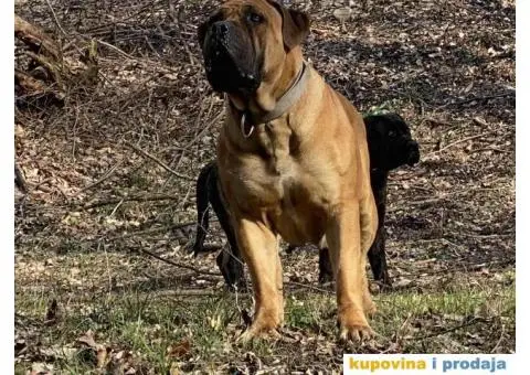 Južnoafrički mastif Boerboel - 5/12