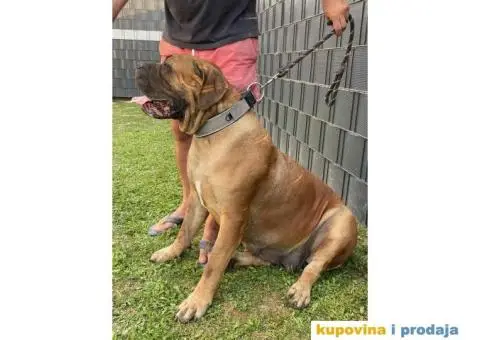 Južnoafrički mastif Boerboel - 6/12