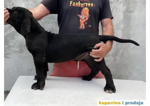 Južnoafrički mastif Boerboel - 7/12