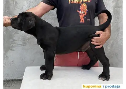 Južnoafrički mastif Boerboel - 8/12