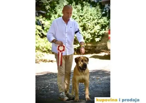 Južnoafrički mastif Boerboel - 9/12