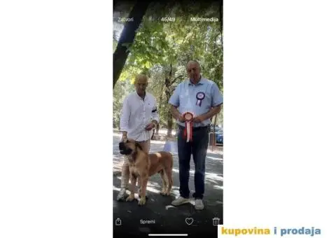 Južnoafrički mastif Boerboel - 10/12