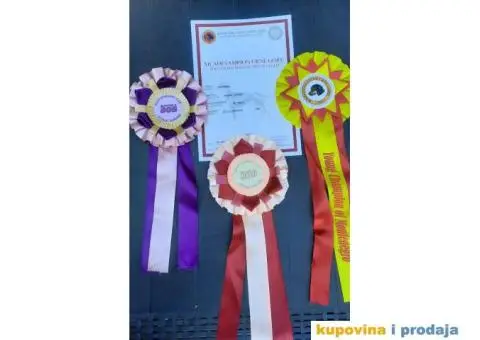 Južnoafrički mastif Boerboel - 11/12