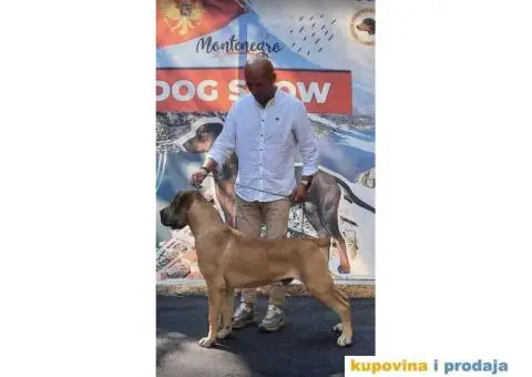 Južnoafrički mastif Boerboel - 12/12