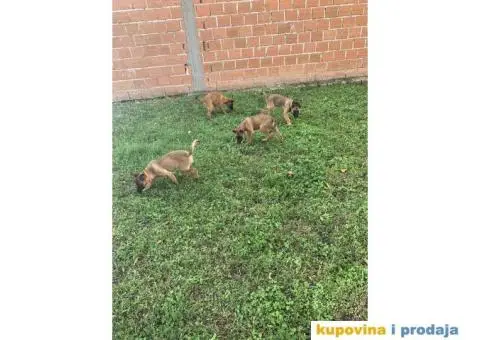 Belgijski ovčar Malinoa štenci - 1/5