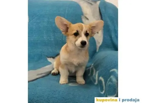 Velski Korgi Pembrok - 3/5