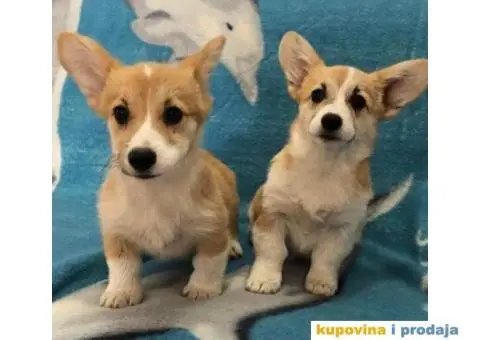 Velski Korgi Pembrok - 5/5