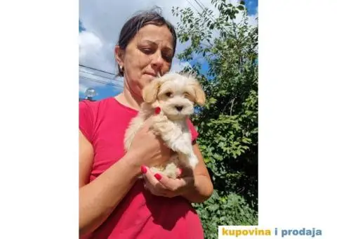 Havanski Bišon štenci - 2/8