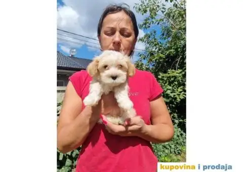 Havanski Bišon štenci - 4/8