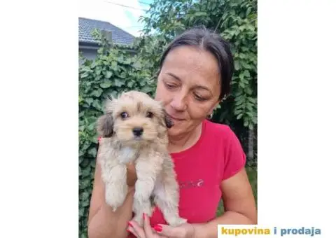 Havanski Bišon štenci - 6/8