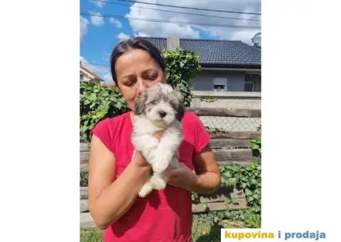 Havanski Bišon štenci - 8/8