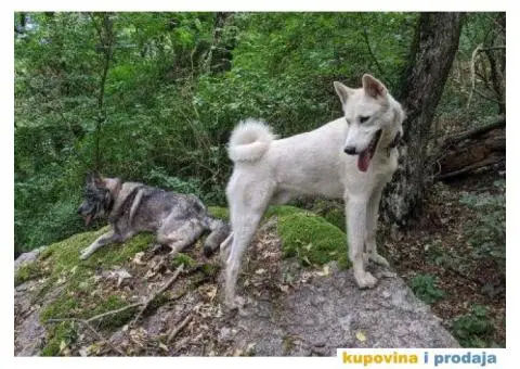 Zapadno Sibirska Lajka - 1/7