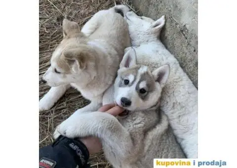 Zapadno Sibirska Lajka - 3/7