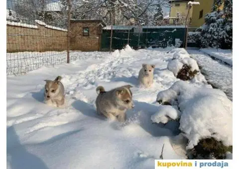 Zapadno Sibirska Lajka - 5/7