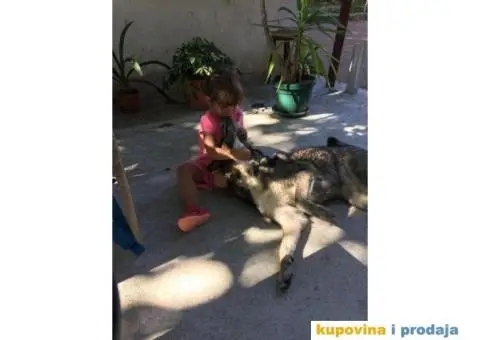 Zapadno Sibirska Lajka - 6/7