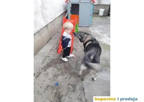 Zapadno Sibirska Lajka - 7/7