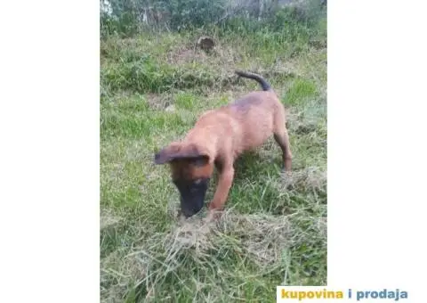Belgijski ovčar Malinoa štenci - 1/10