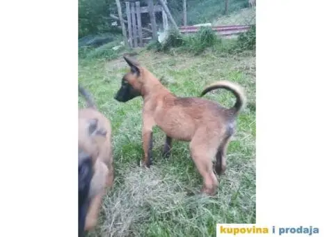 Belgijski ovčar Malinoa štenci - 3/10