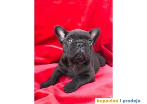Francuski buldog