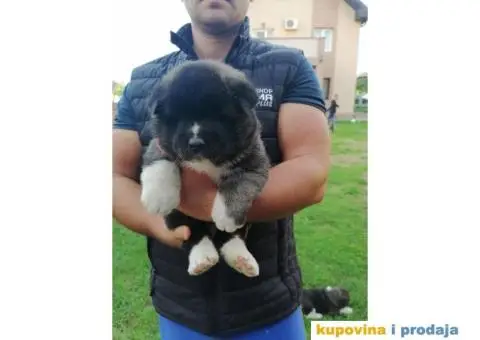 Američka Akita štenci - 1/11