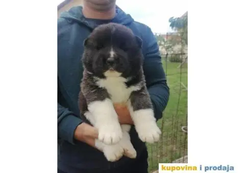 Američka Akita štenci - 2/11