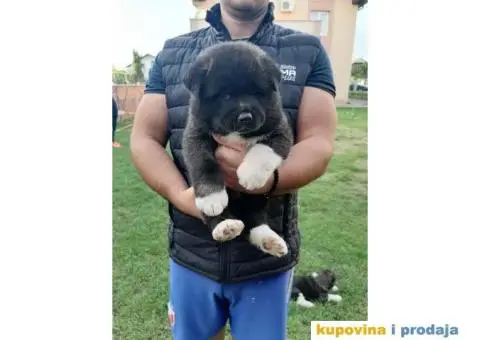 Američka Akita štenci - 3/11