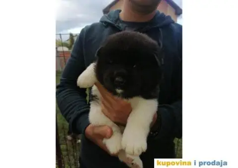 Američka Akita štenci - 4/11