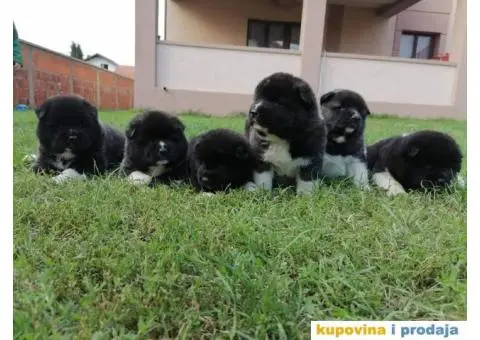 Američka Akita štenci - 5/11