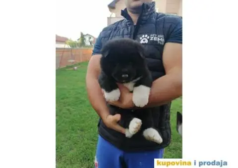 Američka Akita štenci - 6/11