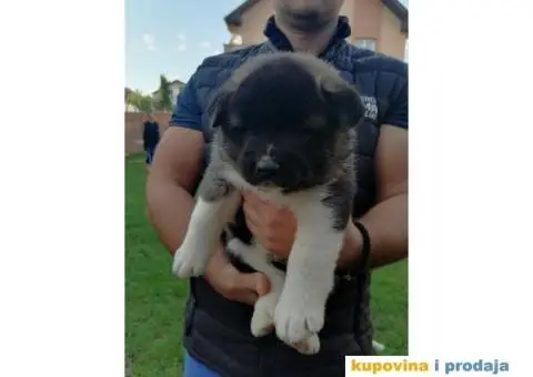 Američka Akita štenci - 7/11