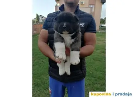 Američka Akita štenci - 8/11
