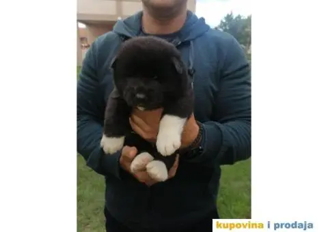 Američka Akita štenci - 9/11