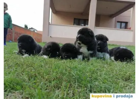 Američka Akita štenci - 10/11
