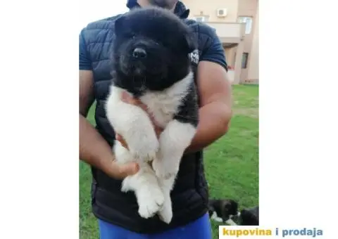 Američka Akita štenci - 11/11