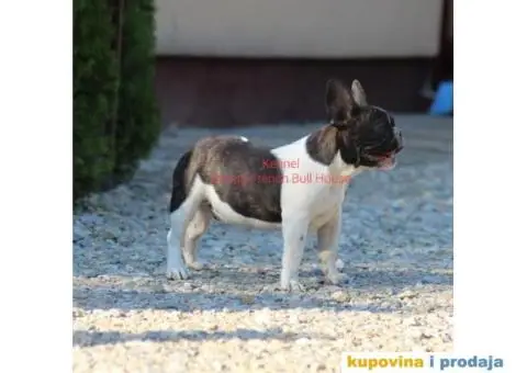 Francuski Buldog - 1/3