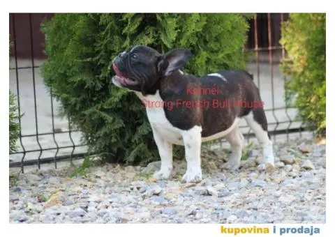 Francuski Buldog - 2/3