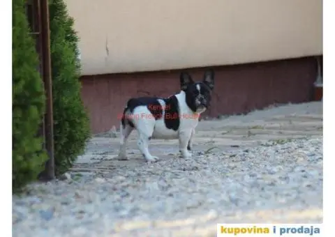 Francuski Buldog - 3/3