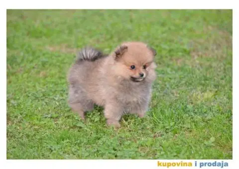 Pomeranski špic - 1/11