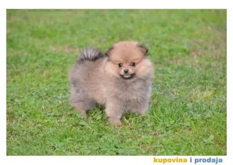 Pomeranski špic - 2/11