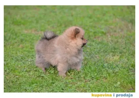 Pomeranski špic - 3/11