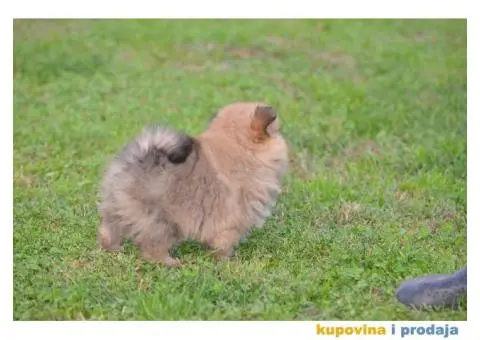 Pomeranski špic - 4/11