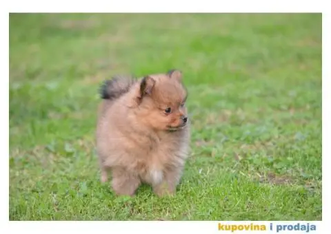 Pomeranski špic - 5/11
