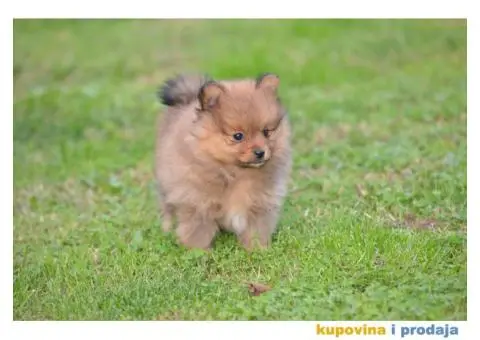 Pomeranski špic - 6/11