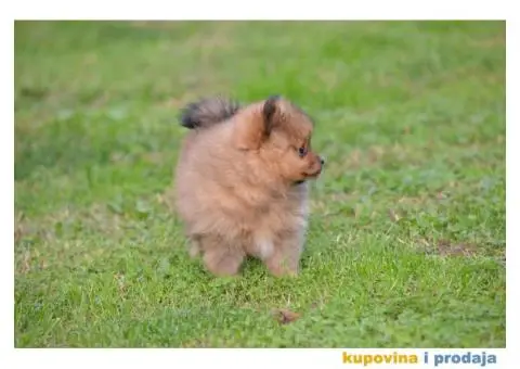 Pomeranski špic - 7/11