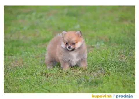 Pomeranski špic - 8/11